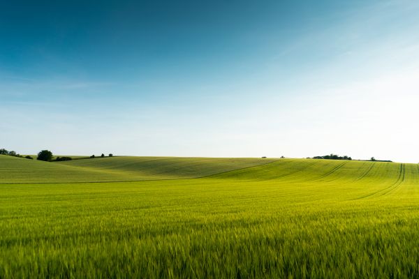 Beautiful Green Field Scenery Free Photo