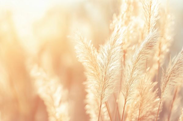 Dry Grass Against Full Sun Free Image