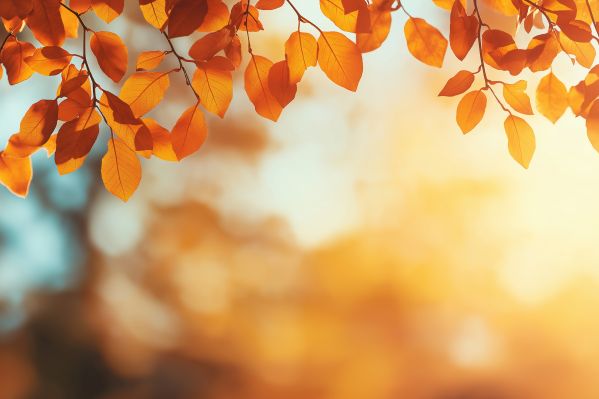 Fall Nature Background with Leaves Free Image