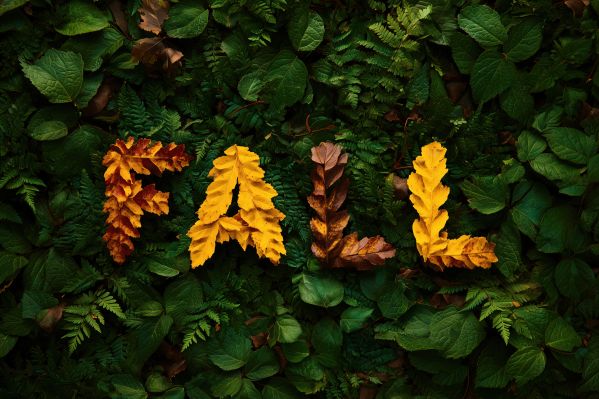 FALL Text Made of Leaves Free Image