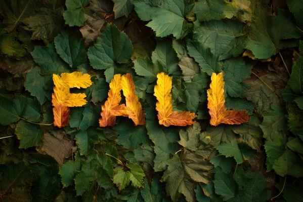 FALL Text Written From Fallen Autumn Leaves Free Image