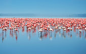 A flock of flamingos in the water