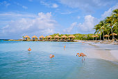 Aruba beach with pink flamingos at the beach, flamingo at the beach in Aruba Island Caribbean