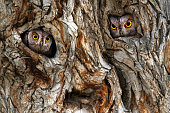An owls looking out from its nest. Natural background. Scops Owl. Tree trunk creating a beautiful background