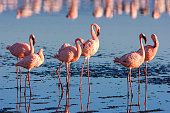 Flock of Lesser Flamingos On Lake Nakuru