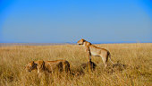 Majestic African Lions Survey Golden Savanna Grasslands During Morning Hunt Kenya
