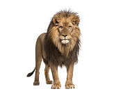 Powerful male adult lion standing and staring at camera, isolated on white