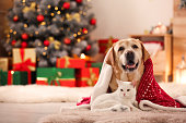 Dog and cat celebrate christmas together