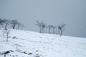 A minimalist landscape with bare trees on a snowy hill The Beauty of Minimalism