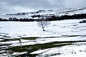 A lonely bare tree standing in a vast snowy field The Enduring Spirit of Solitude