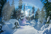 Starburst of Sun on Winter Forest Covered in Fresh Snow