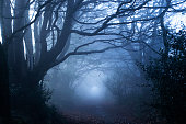 Misty woods