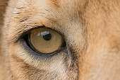 The Lion's Eye