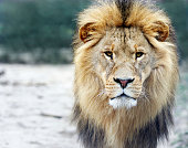 Portrait of a big male lion
