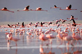 Flamingoes on Lake Nakuru