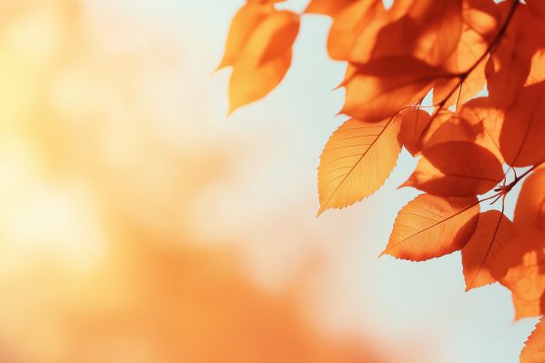 Orange Leaves Fall Background Free Image