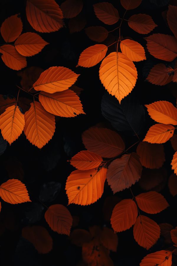 Orange Leaves Free Image