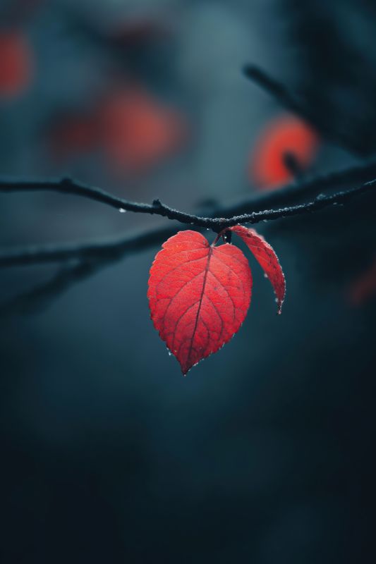 Red Leaf in Fall Season Free Image