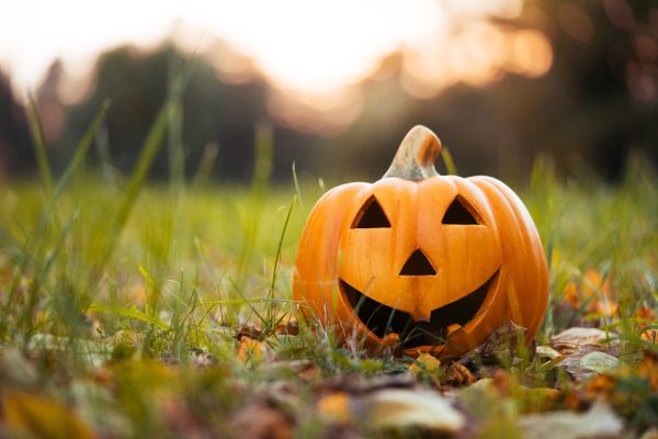 Smiling Pumpkin in Grass Halloween Decoration Free Photo