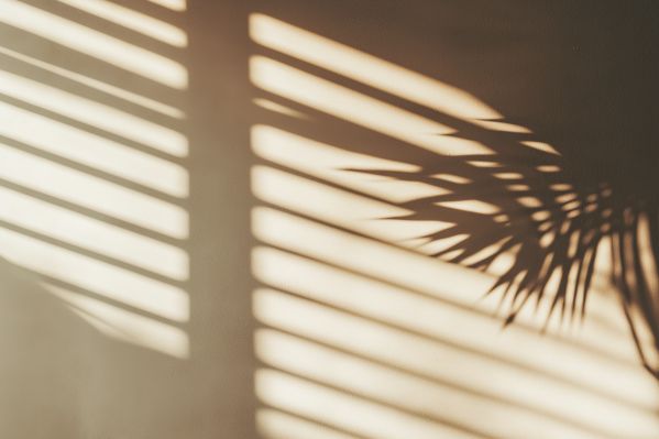 Summer Tropical Background with Palm Shadow Free Image