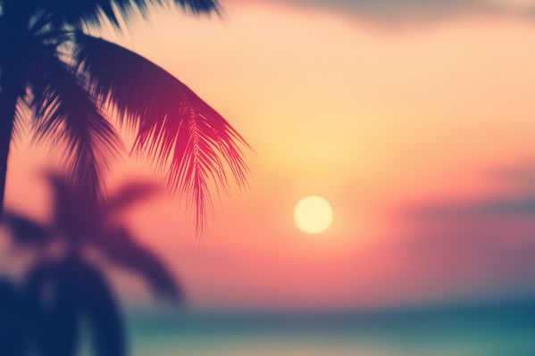 Tropical Backgrounds Sunset and Palm Leaves Free Image