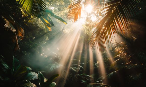 Tropical Nature Background Free Image